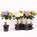 Afbeelding van Kp17 Hortensia Divers